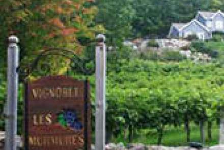 Vignoble Les Murmures