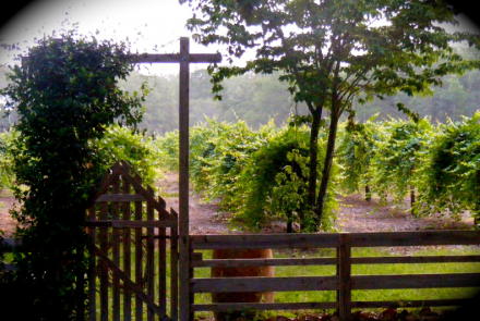 Watermelon Creek Vineyard