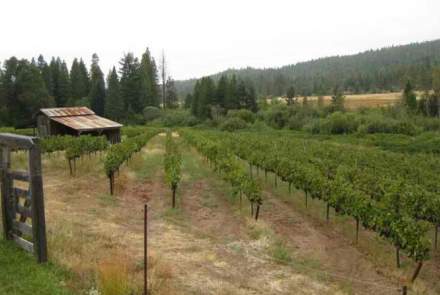 Shasta Daisy Vineyard