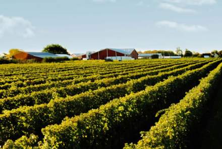 Pillitteri Estates Winery