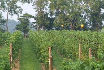 Virginia Mountain Vineyards