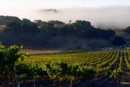 Qupe Wine Cellars