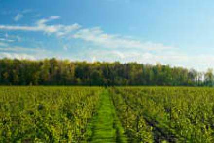 South Brook Vineyards