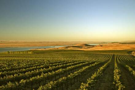 Ste. Michelle Wine Estates