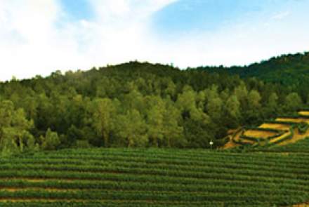 Clark-Claudon Vineyards