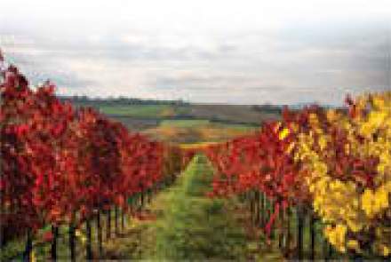 Vignoble Gagliano Vineyards