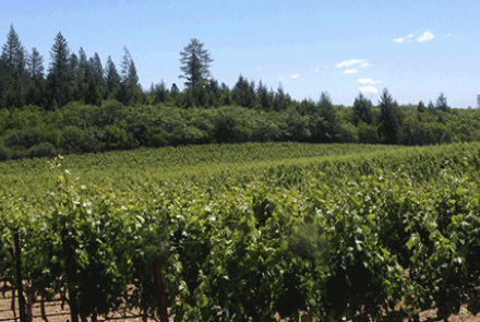 W H Smith Wines (Piedra Hill Vineyard)
