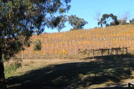 vineyard_03.jpg
