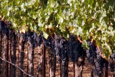 Staglin Family Vineyard