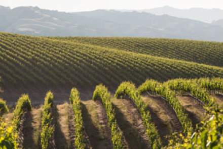 Wente Vineyards