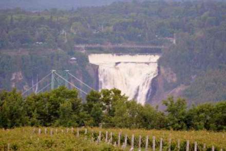 Vignoble De Sainte-pelronille