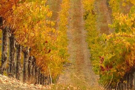 Whalebone Winery