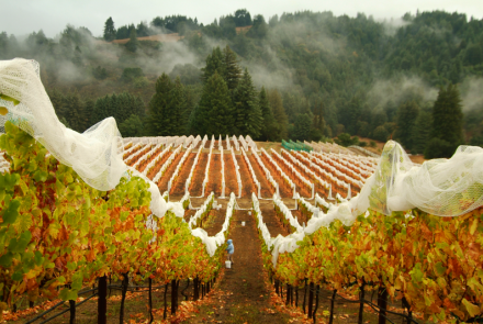 Windy Oaks Estate Winery