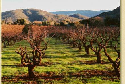 Sycamore Creek Vineyards