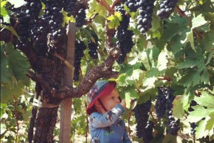 Black Sears Winery