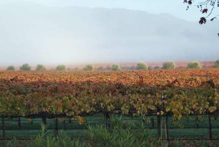 Seebass Vineyards and Family Wines