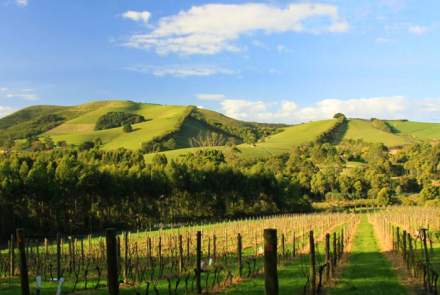 Waratah Vineyard