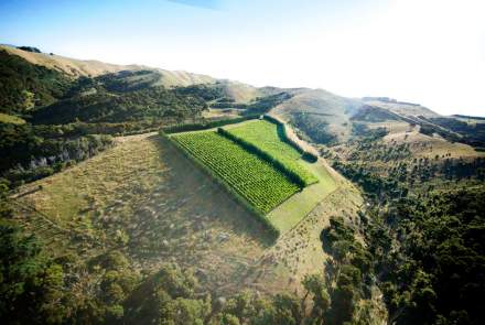 Man O' War Vineyards