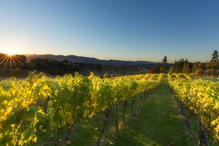 Himmelsfeld Vineyard