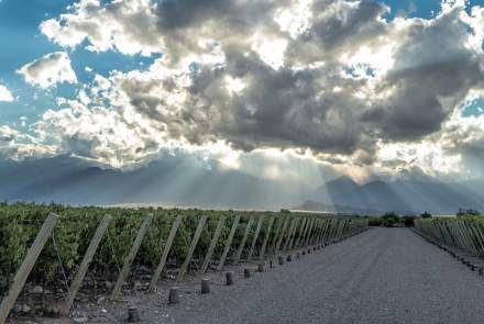 Corazon Del Sol Winery